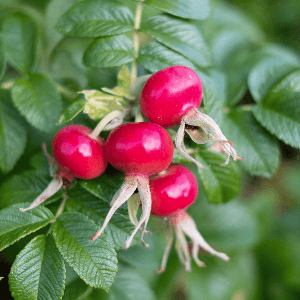 Beach Rose Hip