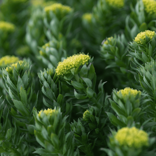 Rhodiola Rosea Root